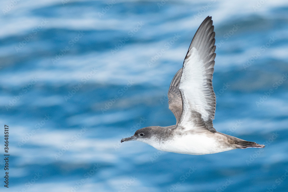 A balearic shearwater (Puffinus mauretanicus) flying in in the Mediterranean Sea and diving to get fish A balearic shearwater (Puffinus mauretanicus) flying in in the Mediterranean Sea and diving to get fish