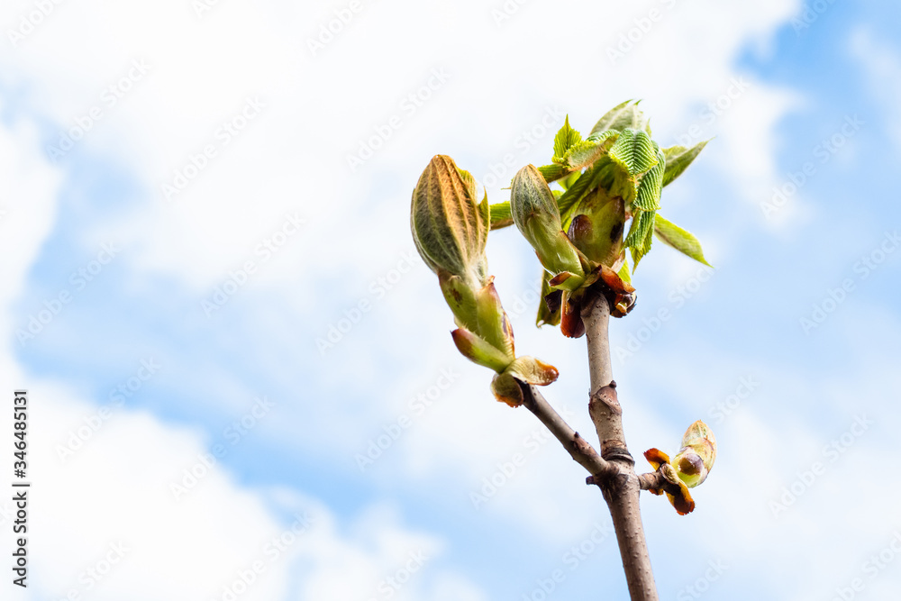 spring in city - bud of horse-chestnut tree close up and white clouds in blue sky on background (focus on young green leaves on foreground) spring in city - bud of horse-chestnut tree close up and white clouds in blue sky on background (focus on young green leaves on foreground)