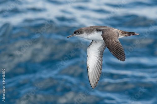 A balearic shearwater (Puffinus mauretanicus) flying in in the Mediterranean Sea and diving to get fish