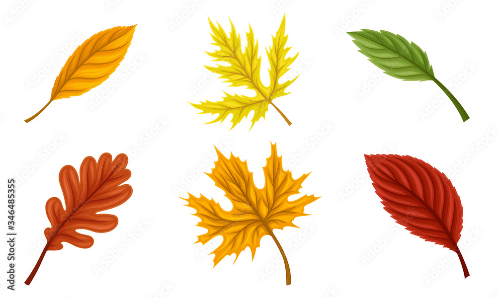Bright Autumn Leaves Isolated on White Background Vector Set Bright Autumn Leaves Isolated on White Background Vector Set