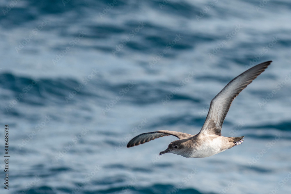 A balearic shearwater (Puffinus mauretanicus) flying in in the Mediterranean Sea and diving to get fish A balearic shearwater (Puffinus mauretanicus) flying in in the Mediterranean Sea and diving to get fish