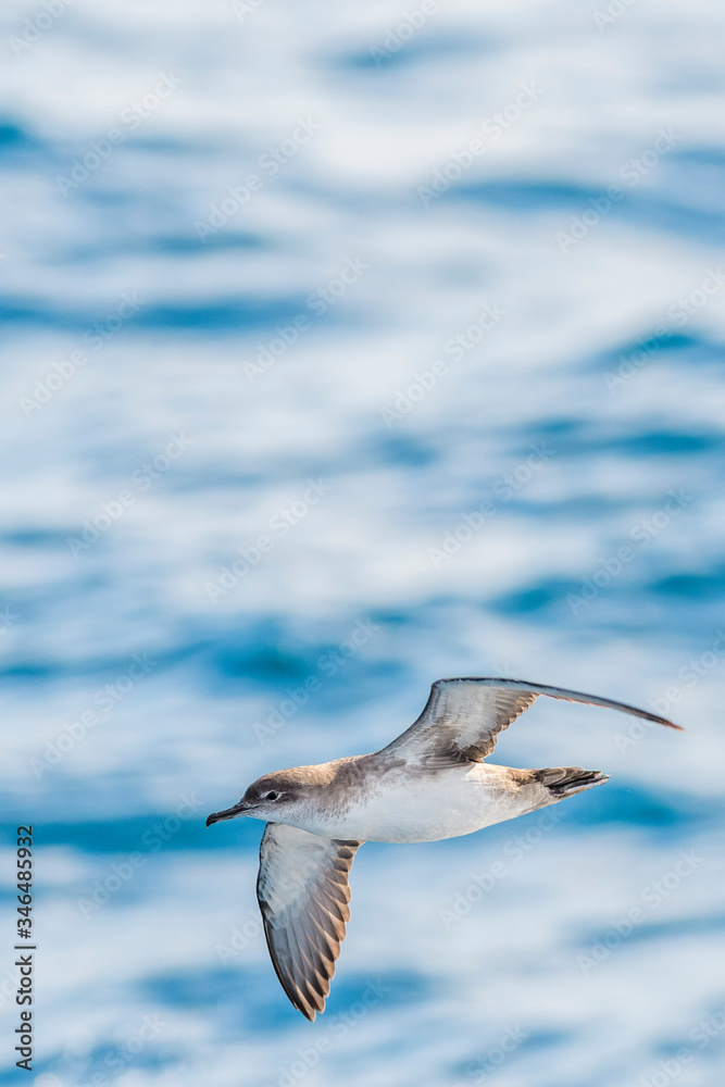 A balearic shearwater (Puffinus mauretanicus) flying in in the Mediterranean Sea and diving to get fish