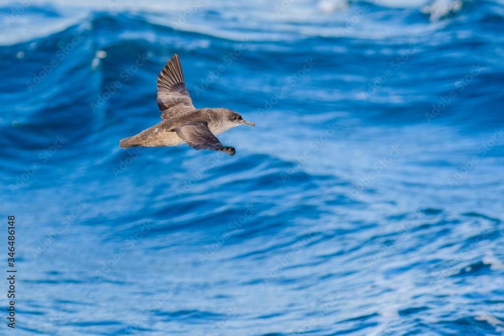 A balearic shearwater (Puffinus mauretanicus) flying in in the Mediterranean Sea and diving to get fish A balearic shearwater (Puffinus mauretanicus) flying in in the Mediterranean Sea and diving to get fish
