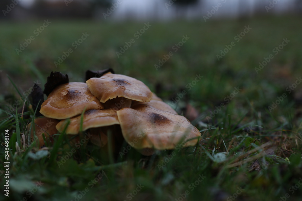 Fototapeta premium Wild mushrooms in the forest in autumn season