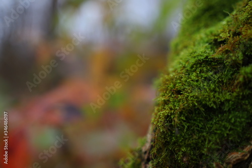 Moss on the tree in the forest in autumn