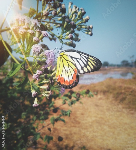 Picture of the Painted Jezebel Butterfly, Common Butterfly photo