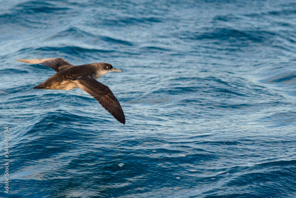 A balearic shearwater (Puffinus mauretanicus) flying in in the Mediterranean Sea and diving to get fish A balearic shearwater (Puffinus mauretanicus) flying in in the Mediterranean Sea and diving to get fish