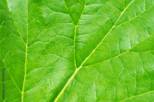 Green leaf background macro texture