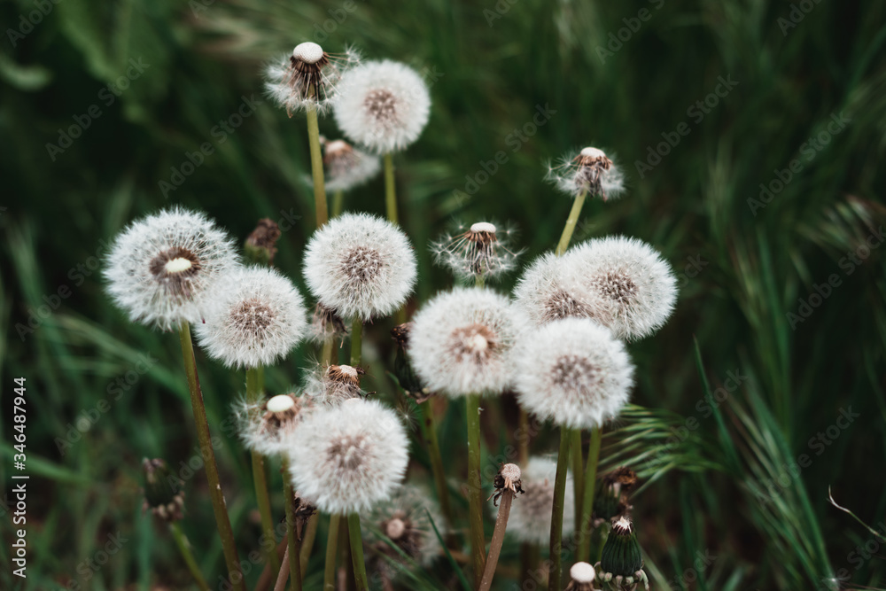 Obraz premium White dandelions. A group of white wildflowers, fluffy dandelion heads, and a bouquet of flowers. Field of dandelions.