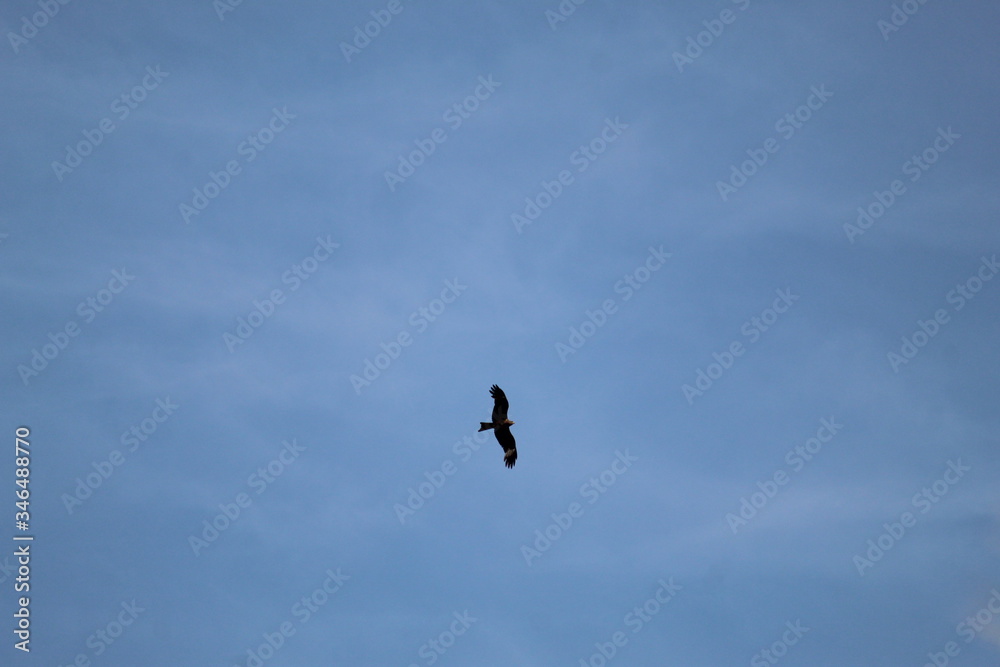 Eagle Flying Eagle Flying