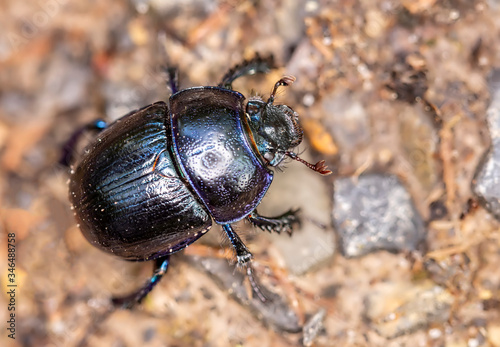 Nahaufnahme (Makro) eines Mistkäfers auf einem Waldweg krabbelnd © Wolfgang Knoll