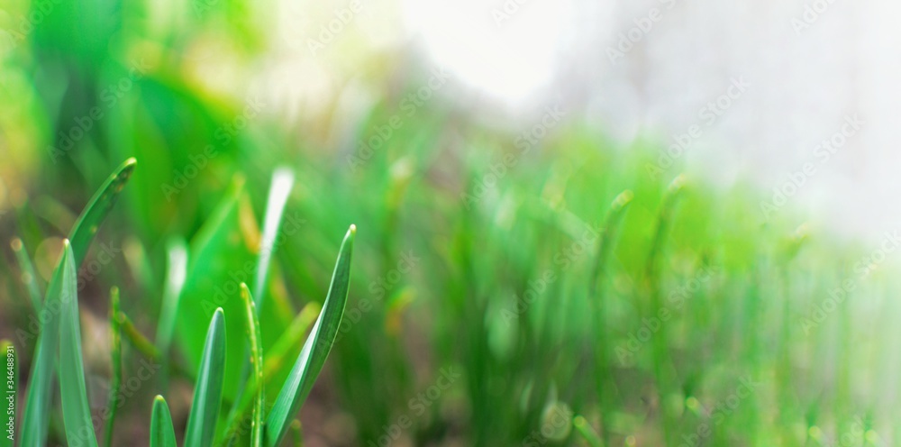 Fototapeta premium Spring nature background. Green grass and sunbeams. Green grass background. Free space for text