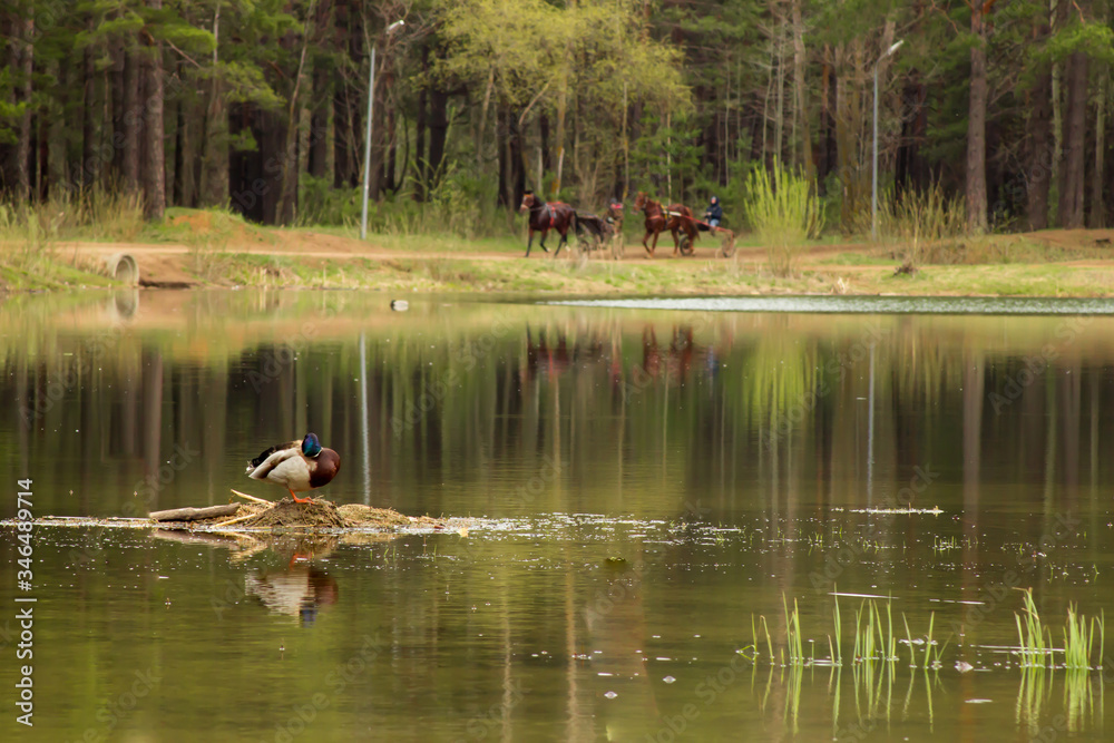 wild duck on the shallows at the forest lake wild duck on the shallows at the forest lake