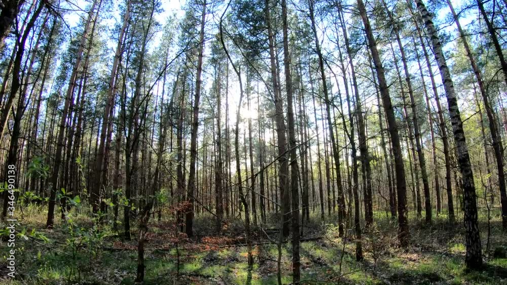Forest panorama with rays of sunlight in slow motion, Poland Forest panorama with rays of sunlight in slow motion, Poland