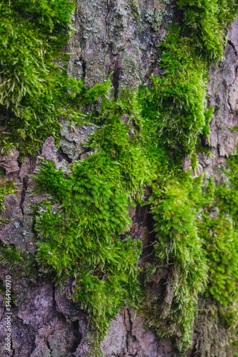 Moss on the bark of a tree. Green, short, furry.