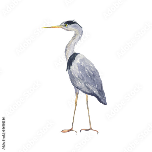 Watercolor heron bird isolated on white background. Hand drawing illustration of Grey heron. One bird. Perfect for cards, print, sticker, greeting card.