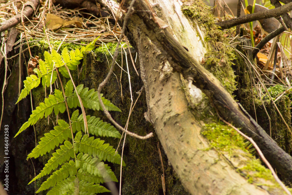 green fern leaf hanging from an old stump green fern leaf hanging from an old stump