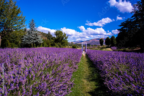 Wanaka Lavender farm, Wanaka, New Zealand