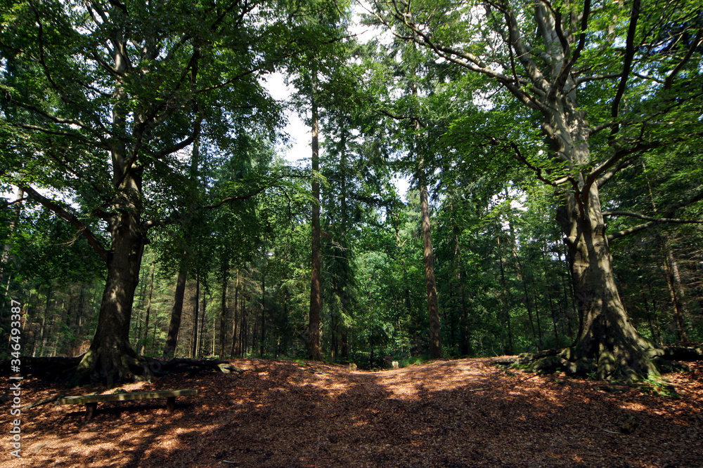 Sterrebos. Maatschappij van Weldadigheid Frederiksoord Drenteh Netherlands. Forest Sterrebos. Maatschappij van Weldadigheid Frederiksoord Drenteh Netherlands. Forest