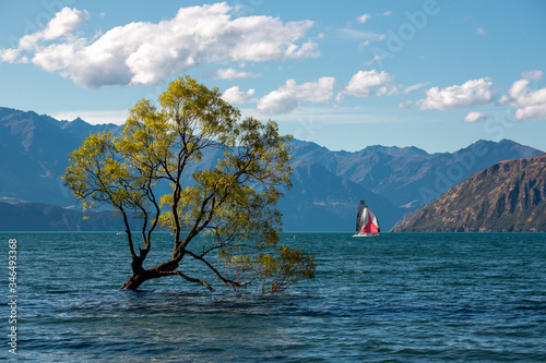  The famous that Wanaka tree, Wanaka lake, New Zealand