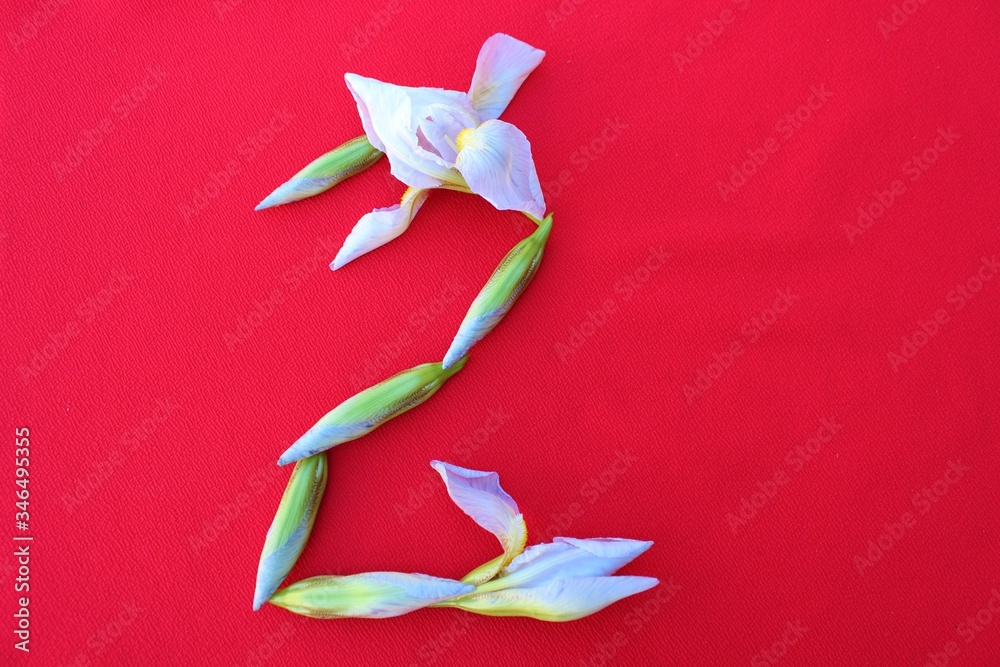 White irises on a red background. Frame of fresh blue and white flowers isolated on a red background with place for text. White petals on a colored Spring background. View from above.