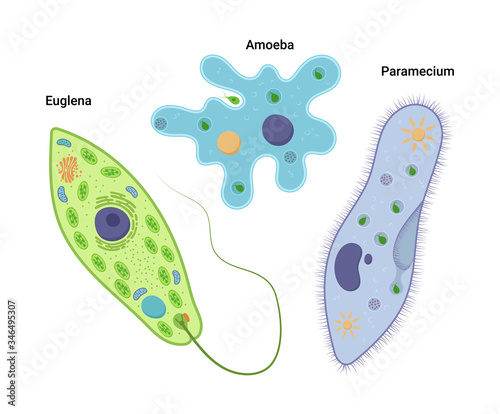 Vector illustrationof unicellular organisms. Amoeba proteus Paramecium caudatum and Euglena viridis. Protozoa