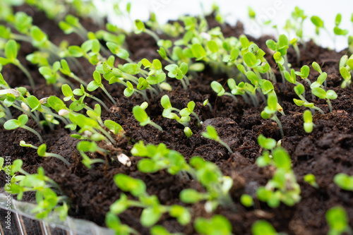 fresh green grass or Seedlings in a pot