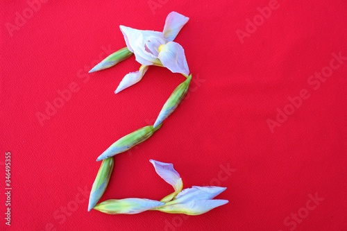 Obraz na płótnie White irises on a red background. Frame of fresh blue and white flowers isolated on a red background with place for text. White petals on a colored Spring background. View from above. w salonie