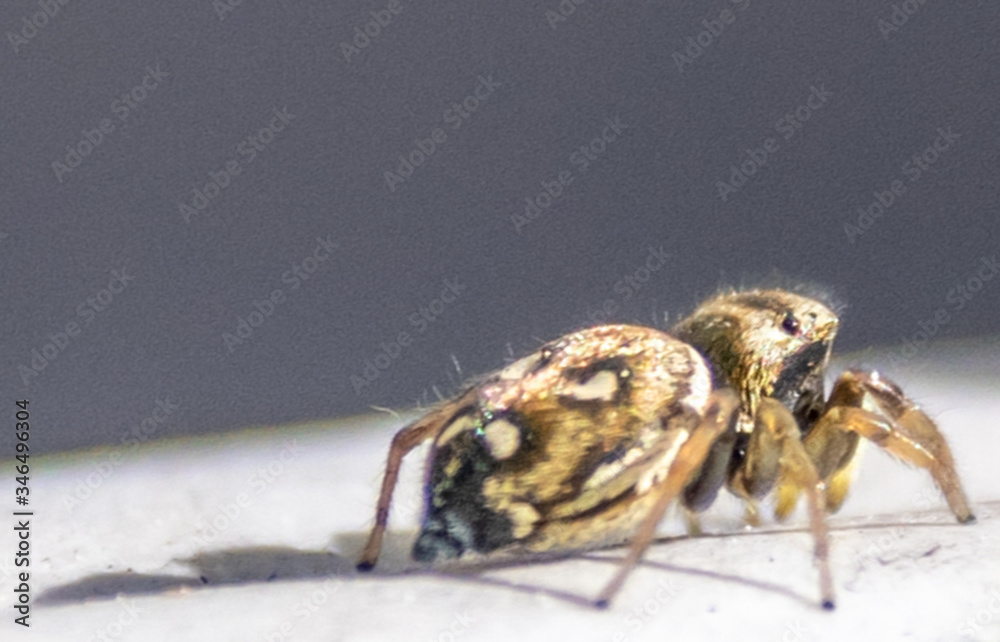 Spider - araignée