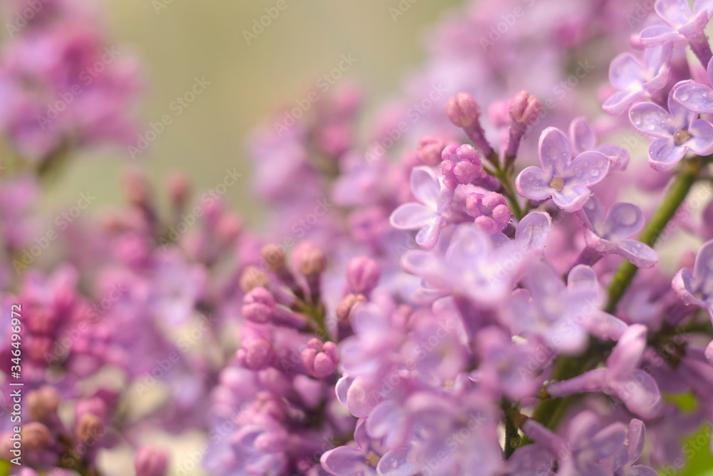 Spring lilac flowers in the early morning. Natural background. Spring lilac flowers in the early morning. Natural background.