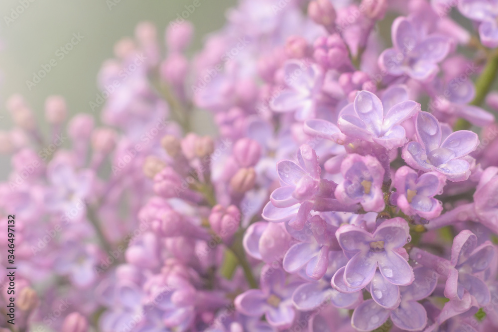 Spring lilac flowers in the early morning. Natural background. Spring lilac flowers in the early morning. Natural background.
