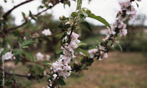 Blooming Apple branch. Small pink flowers on a tree branch in the garden.