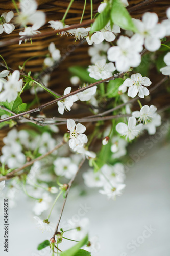 Apple branches with blooming, white Apple flower close-up with green leaves in a wicker basket