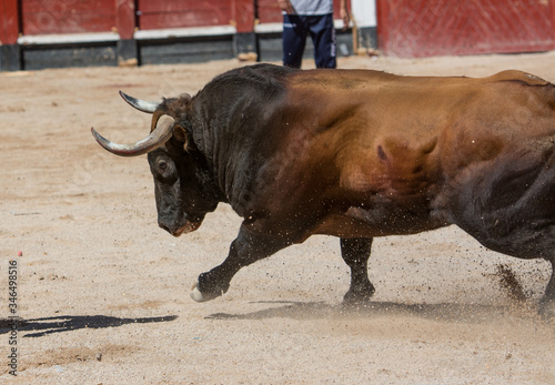 un musculoso toro marrón con grandes cuernos