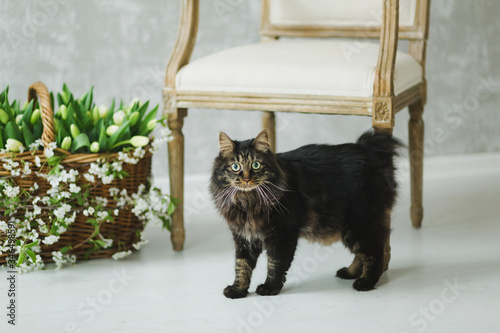 black furry cat on a background of tulips and Apple branches, with elements of a wicker basket on a light wall
