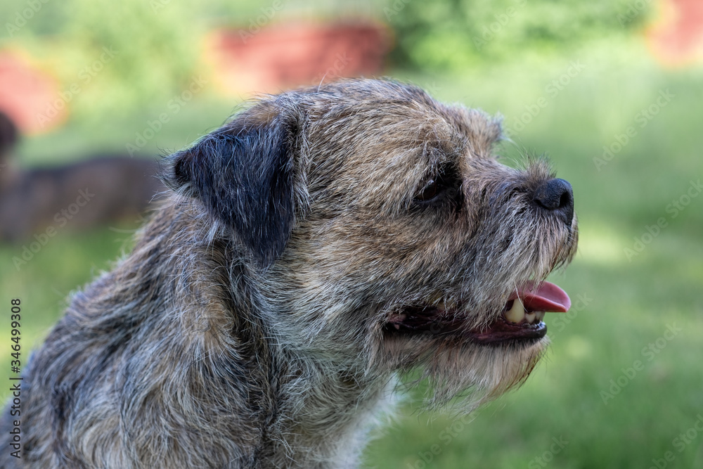 Smiling border terrier sideways Smiling border terrier sideways