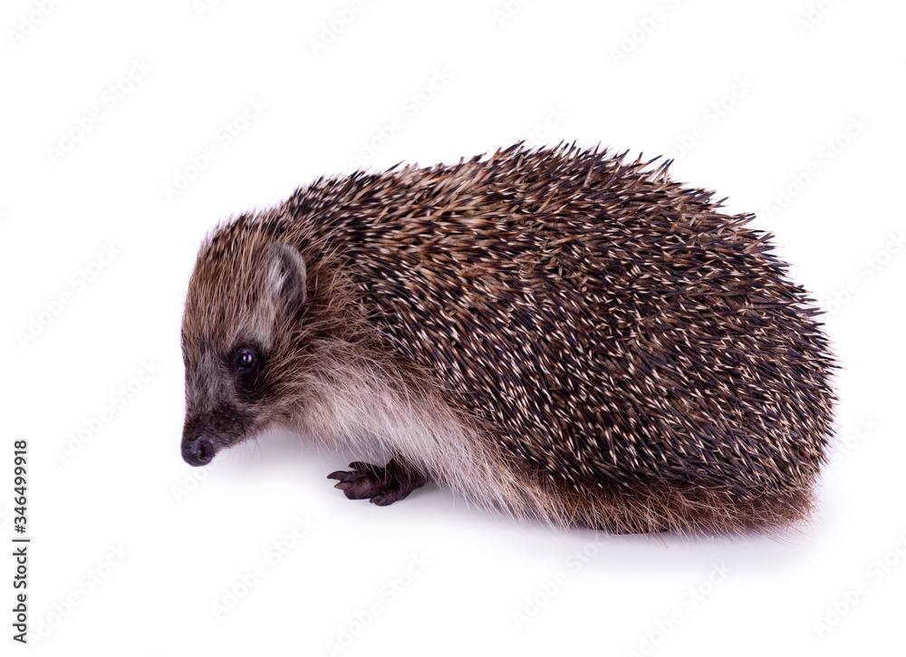 Cute wild European Hedgehog Isolated on White Background. Cute wild European Hedgehog Isolated on White Background.