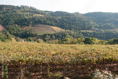  vineyards in southern Brazil.