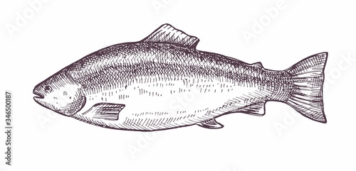 Vector illustration of fish salmon. Organic products for restaurants and shops.