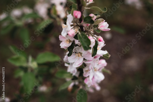 Blooming Apple branch. Small pink flowers on a tree branch in the garden.