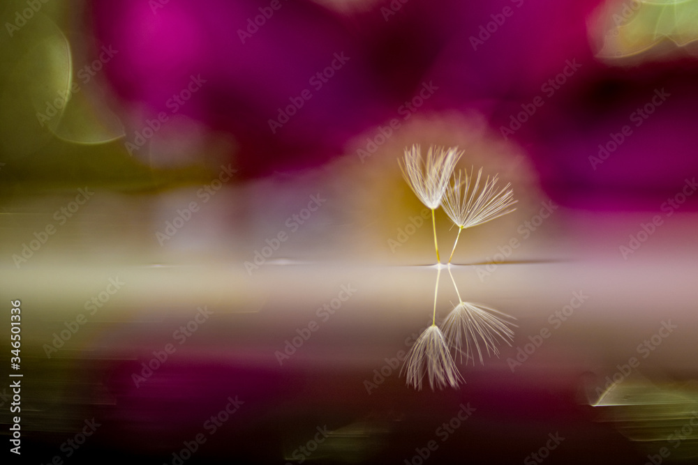 Naklejka premium Löwenzahn Flugsamen