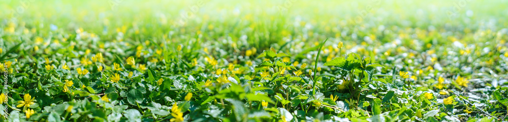 Meadow with yellow flowers in the rays of the day sun in spring. Springtime in the outdoor. Meadow with yellow flowers in the rays of the day sun in spring. Springtime in the outdoor.