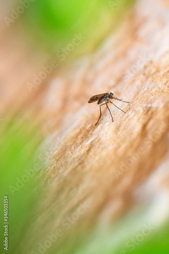 Mosquito perched on the wall of an urban garden near water tanks on a bright spring day 