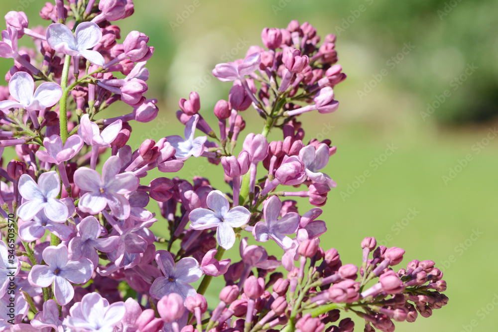 common lilac flowering in the garden in springtime common lilac flowering in the garden in springtime
