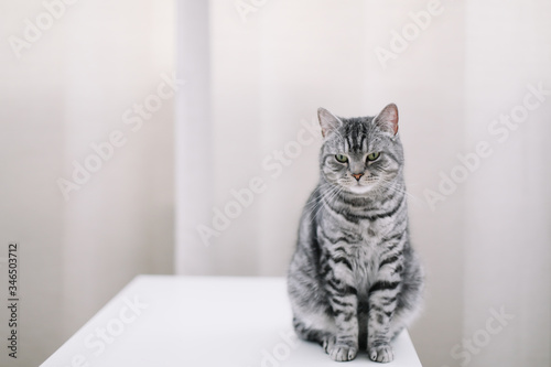 Home pet cute kitten cat at home. Cat Portrait. Cute cat indoor shooting. Funny cat. Cozy Flatlay of female blogger.