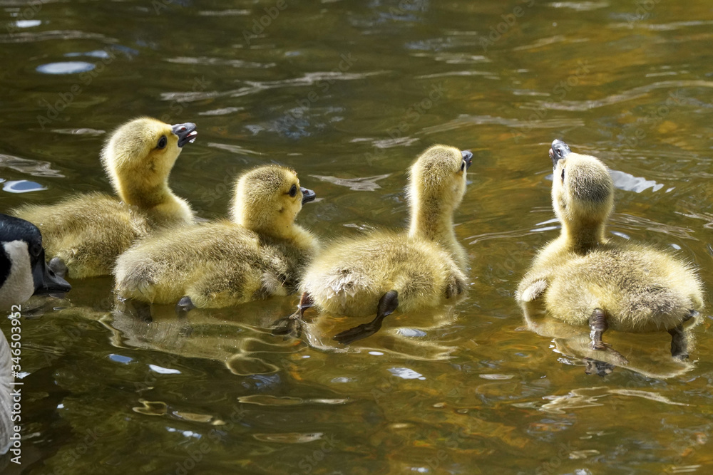 Canada Geese family, parents and young in nature reserve
