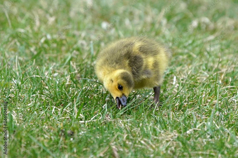Canada Geese chicks grazing on grass or with parents
