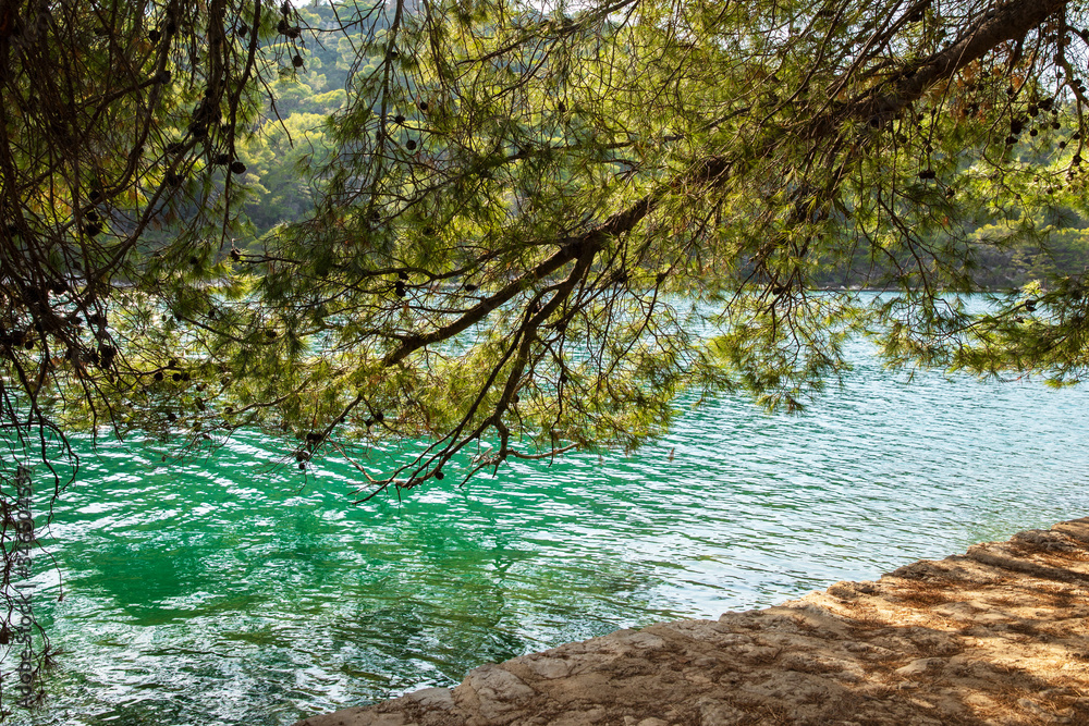 Hanging pinetree on the small island of Saint Mary at Mljet. The beautiful bright colored turquoise salt water lakes and the National Park. Calm, and peaceful  landscape with trees