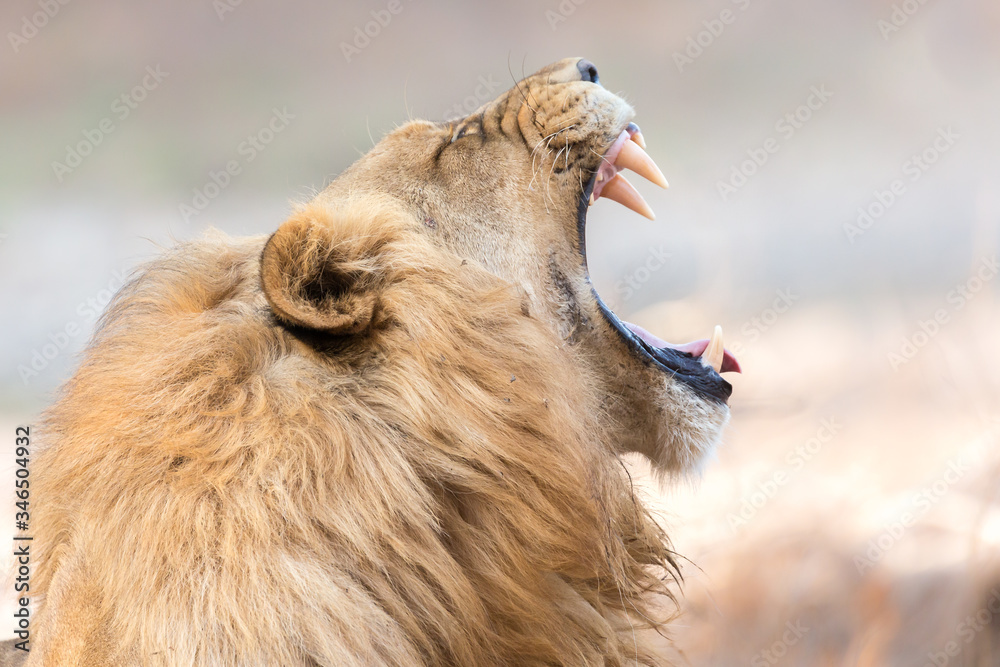 Fototapeta premium Male Lion Yawning