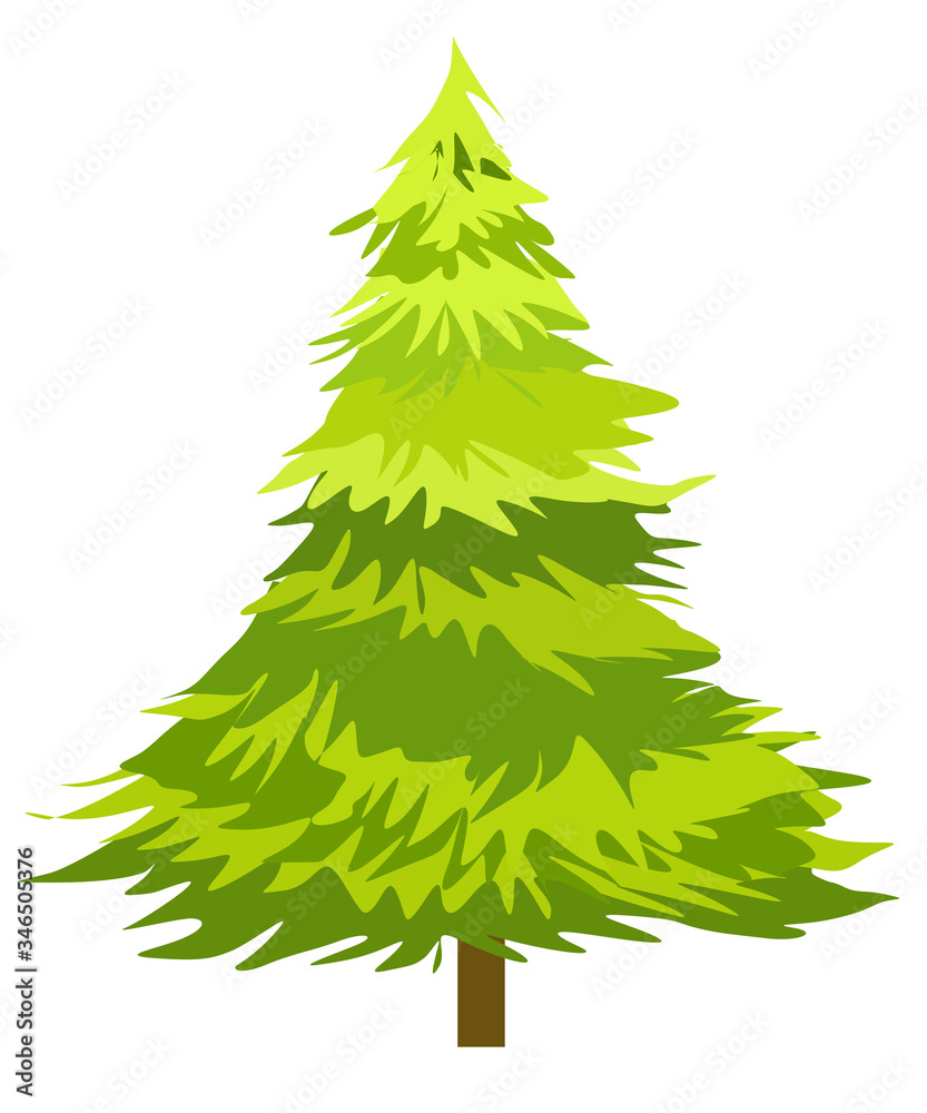 Fototapeta premium green spruce tree vector drawing